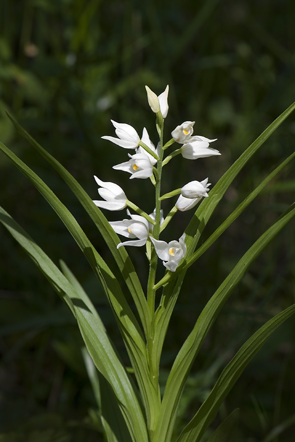 Cephalanthera longifolia